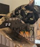 Caddy 04-4285, a Adoptable Domestic Short Hair in Fremont, CA image 2/2