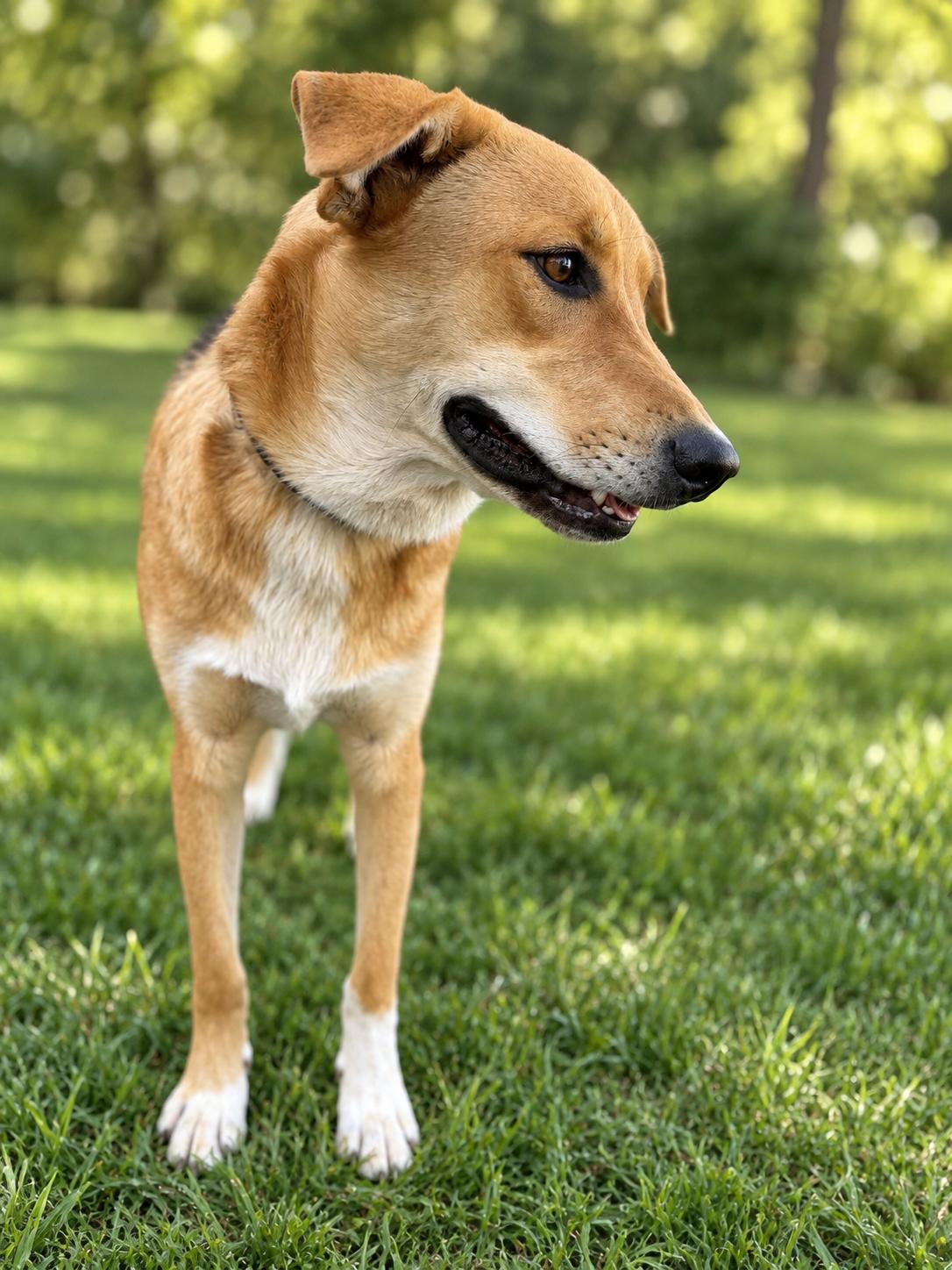 Enlarge Strawberry, a Adoptable mixed breed in MURRIETA, CA image 3/6