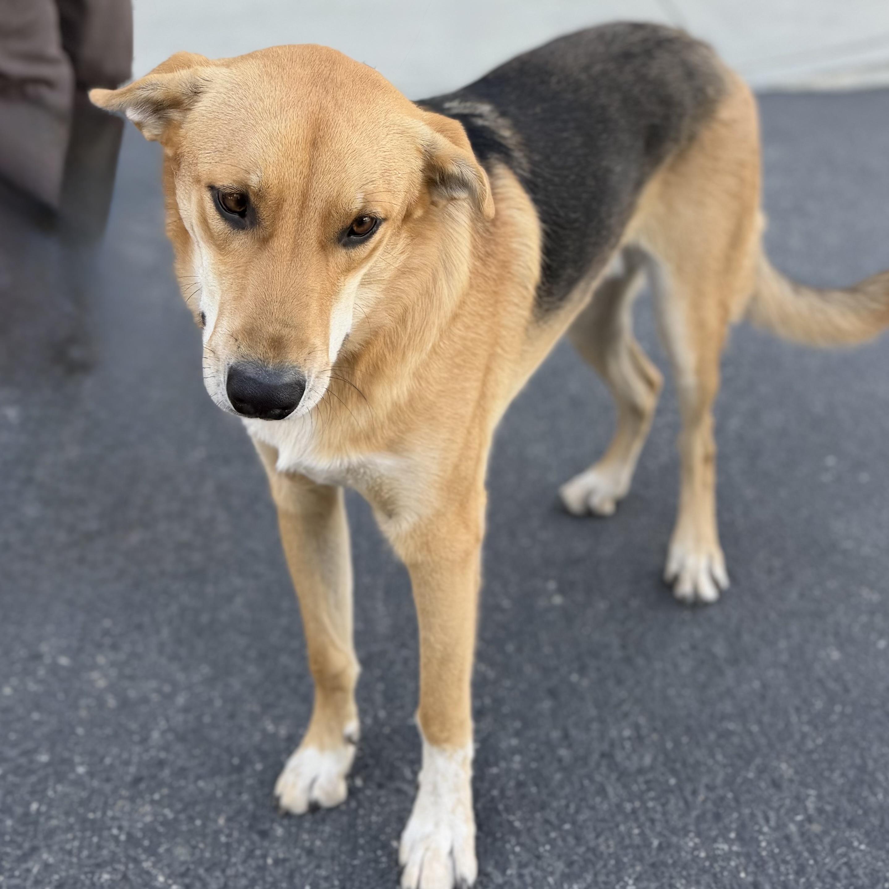 Enlarge Strawberry, a Adoptable mixed breed in MURRIETA, CA image 6/6