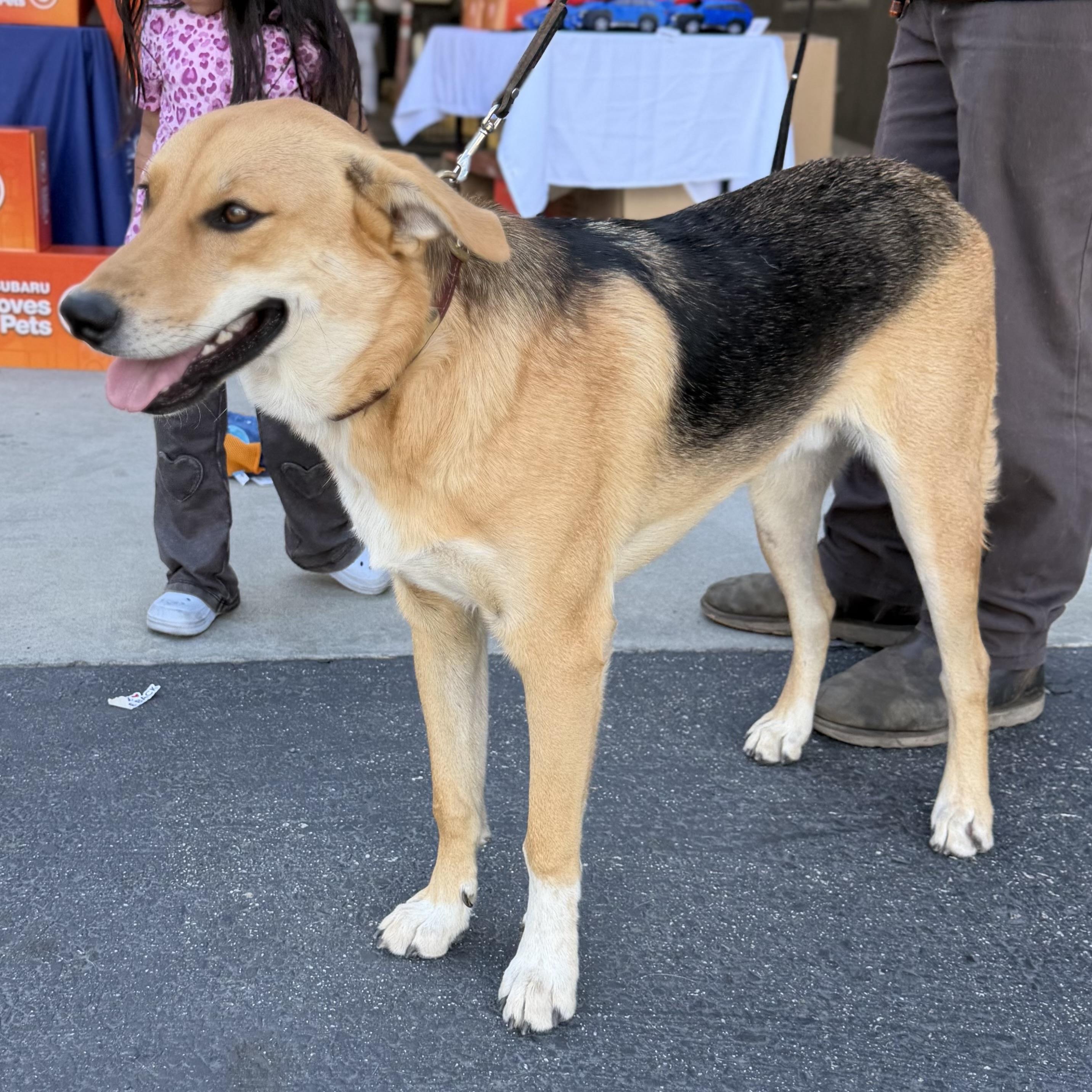 Enlarge Strawberry, a Adoptable mixed breed in MURRIETA, CA image 5/6