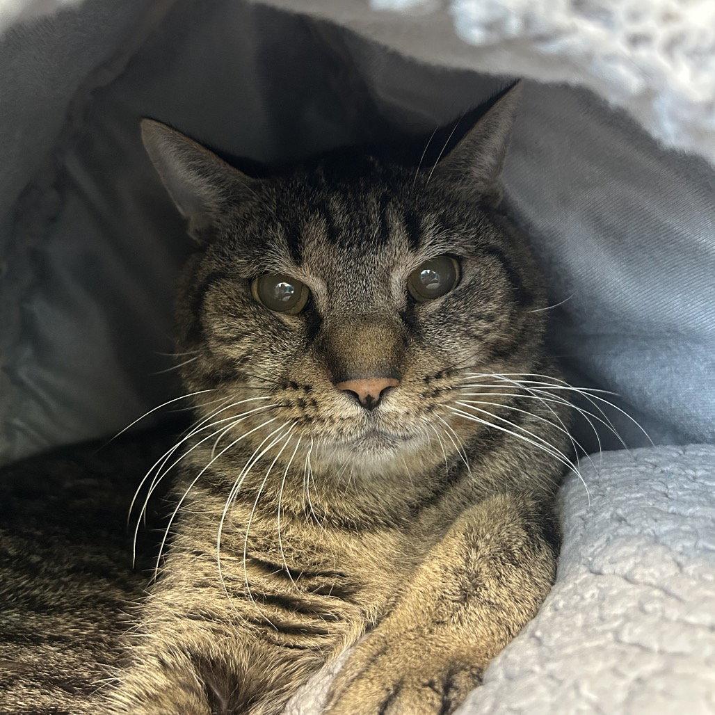 Wilson, Adoptable, Senior Male Domestic Short Hair.