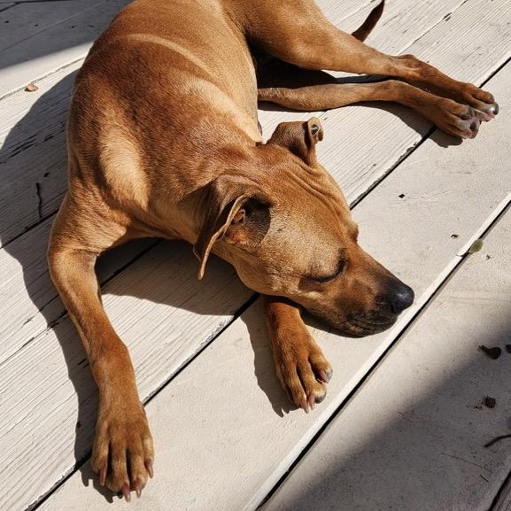 Autumn - Happy, Affectionate, and Super Smart — thumbnail 4