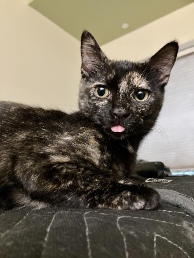 Enlarge JANET, a Adoptable Domestic Short Hair in Burbank, CA image 1/1