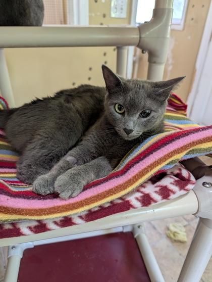 Enlarge Summers, a Adoptable mixed breed in Bloomsburg, PA image 1/1