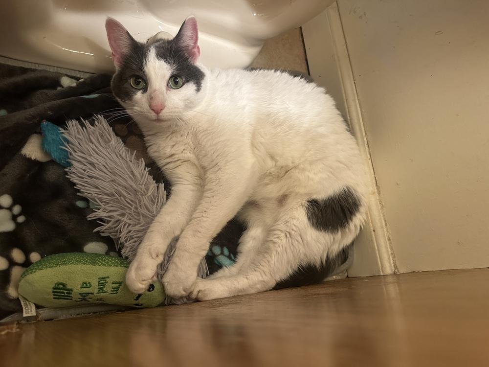 Amy Poehler, Adoptable, Adult Female Domestic Short Hair.