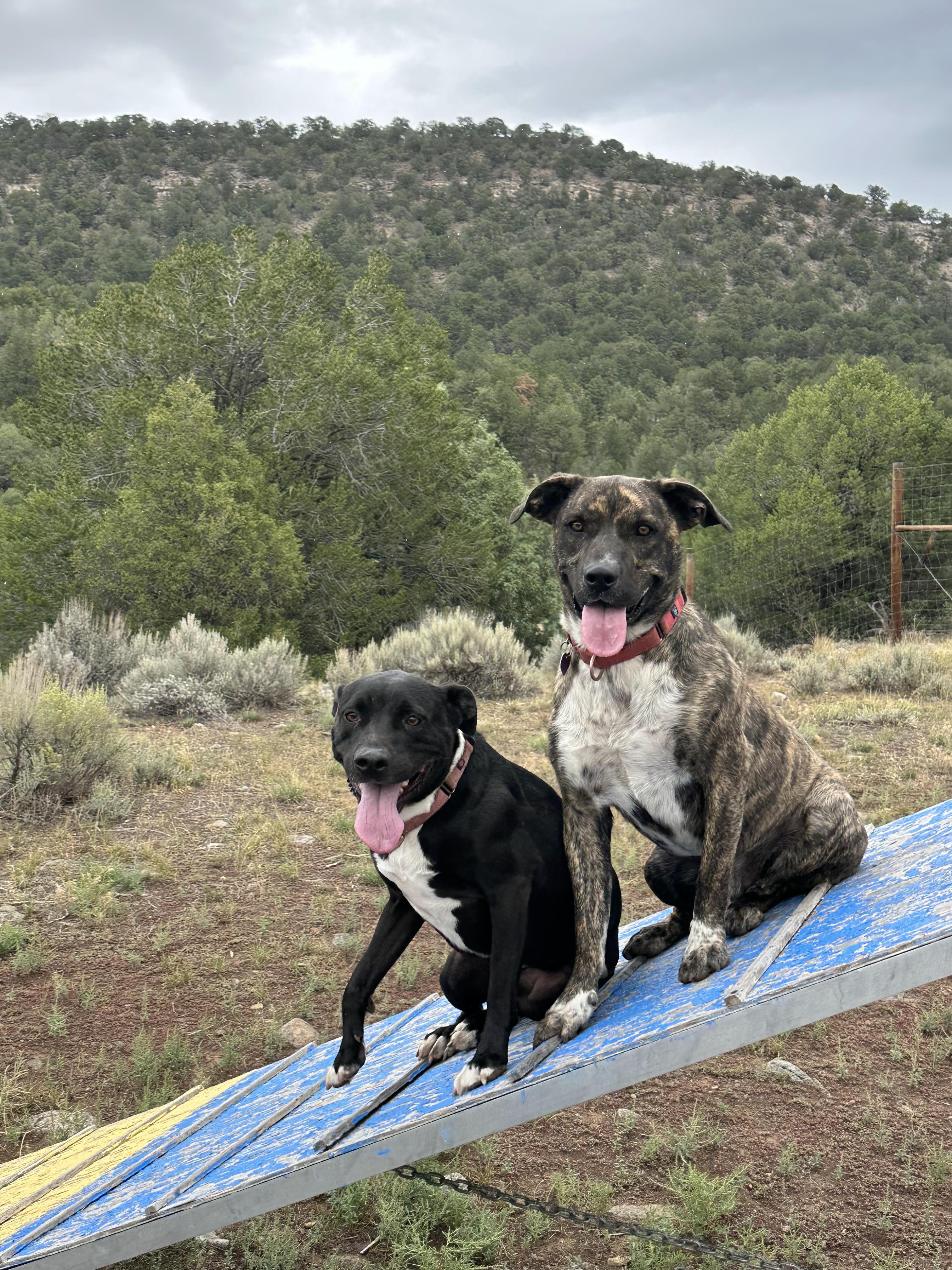 Annie, an adoptable Pit Bull Terrier in Ridgway, CO, 81432 | Photo Image 2