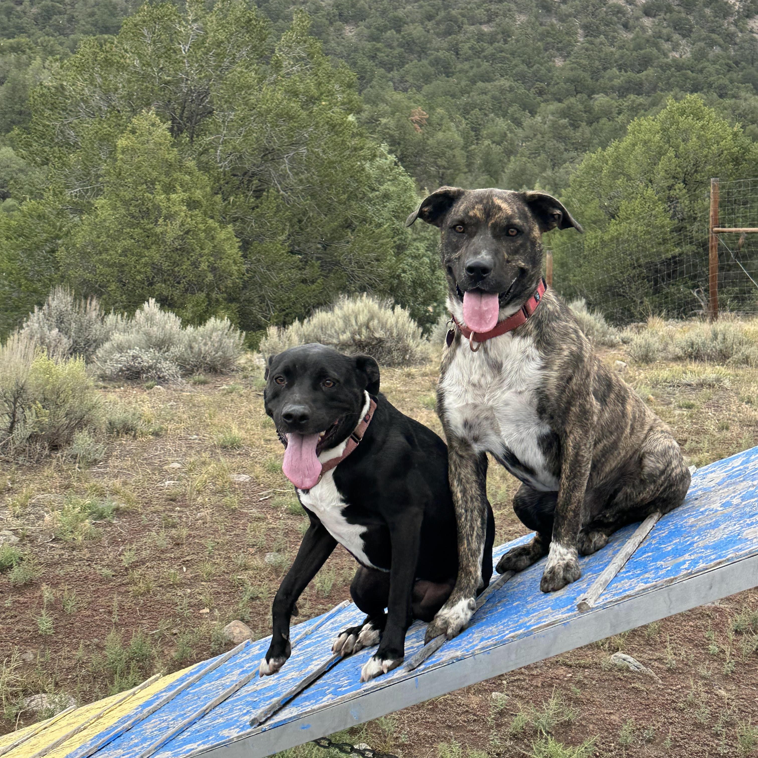 Annie, an adoptable mixed breed in Ridgway, CO image 3/6