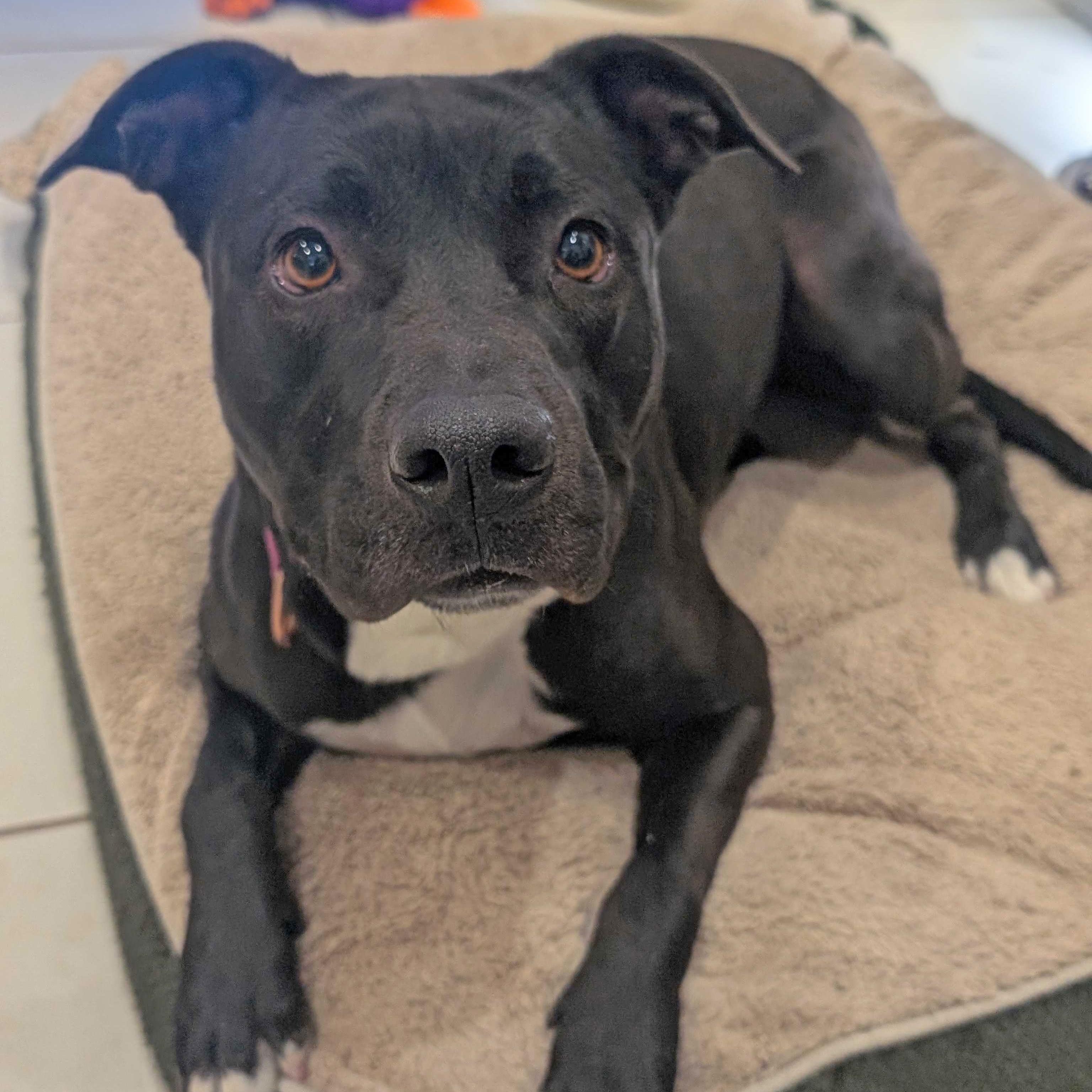 Annie, an adoptable Pit Bull Terrier in Ridgway, CO, 81432 | Photo Image 5