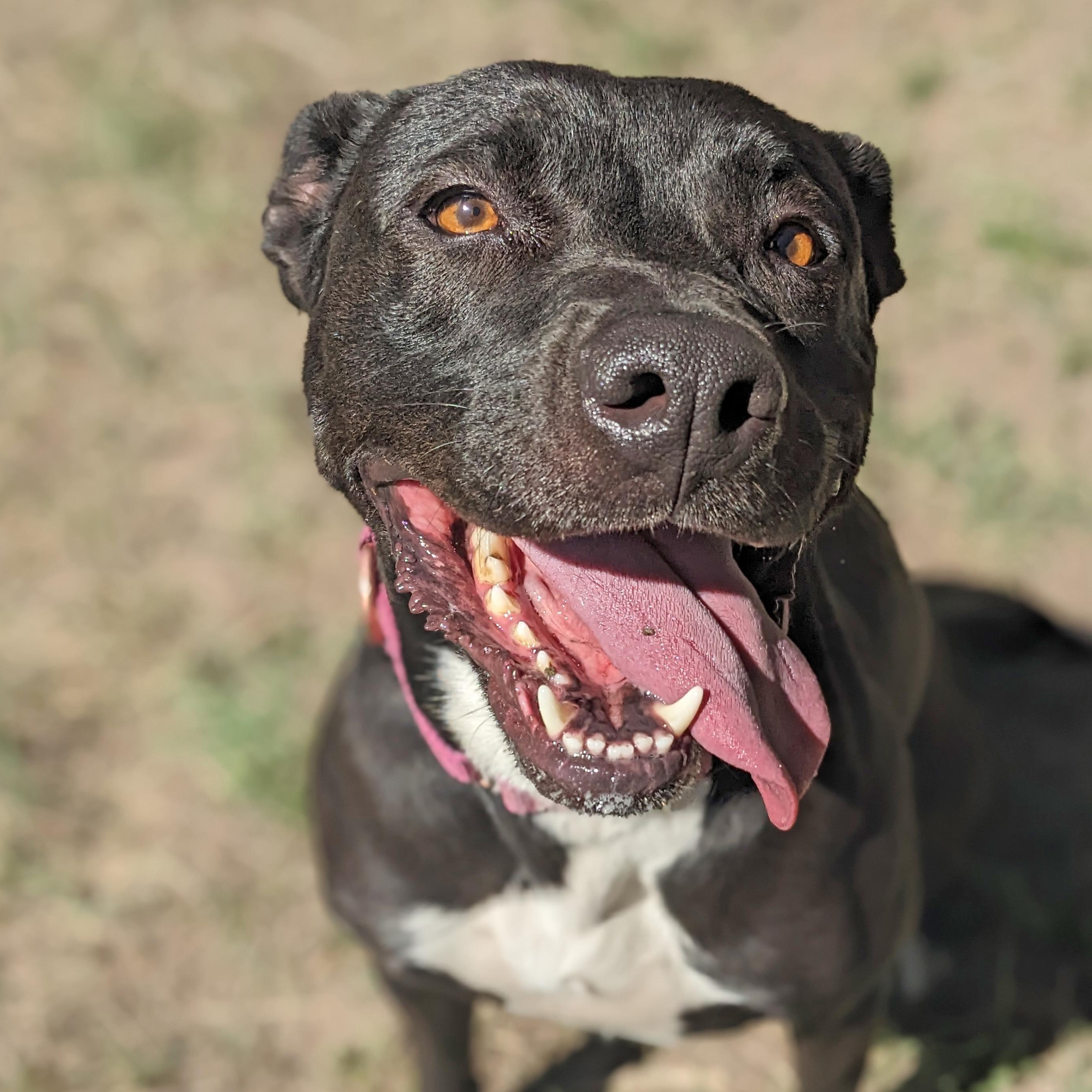 Annie, an adoptable Pit Bull Terrier in Ridgway, CO, 81432 | Photo Image 3