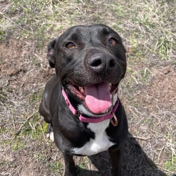 Annie, an adoptable Pit Bull Terrier in Ridgway, CO, 81432 | Photo Image 4