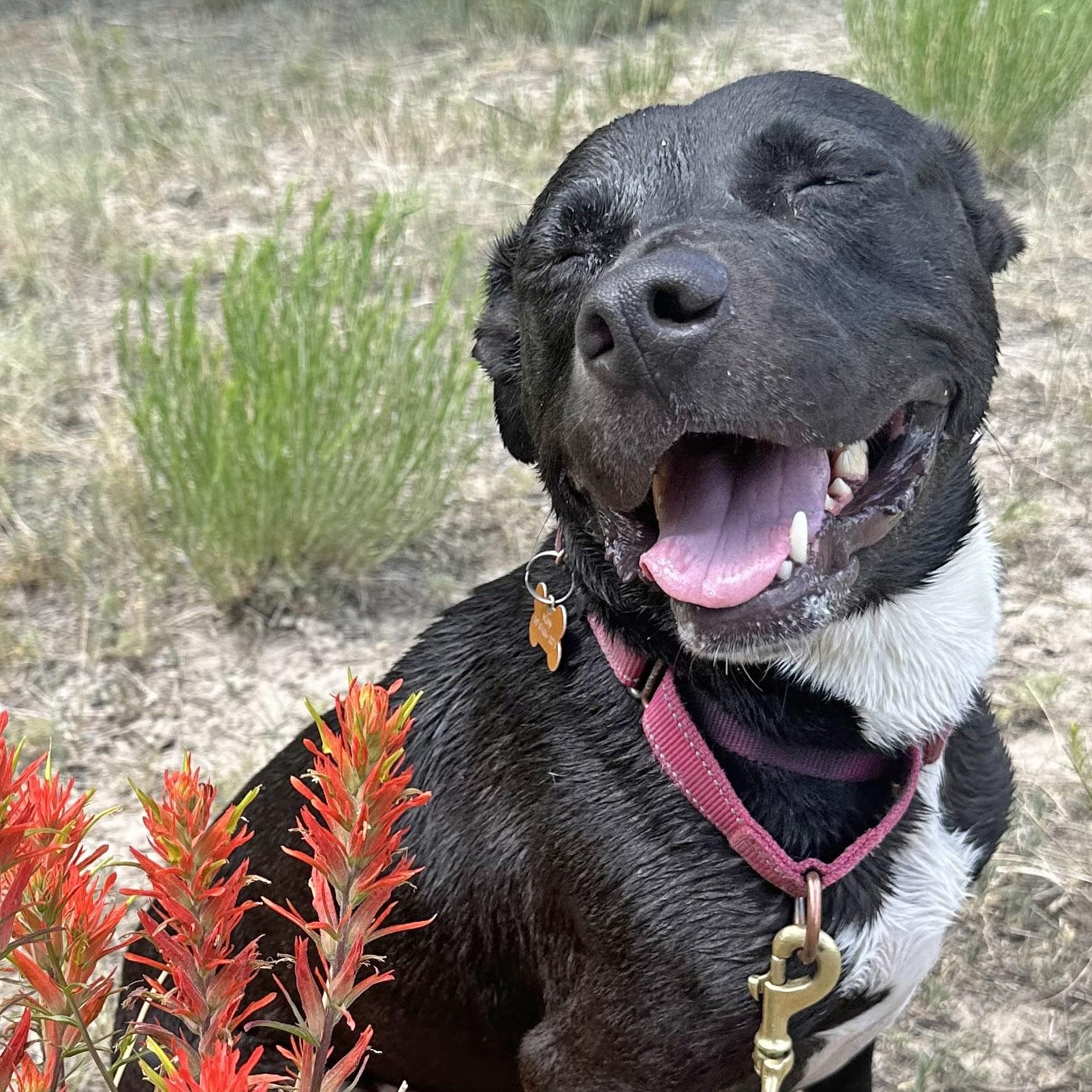 Annie, an adoptable Pit Bull Terrier in Ridgway, CO, 81432 | Photo Image 1
