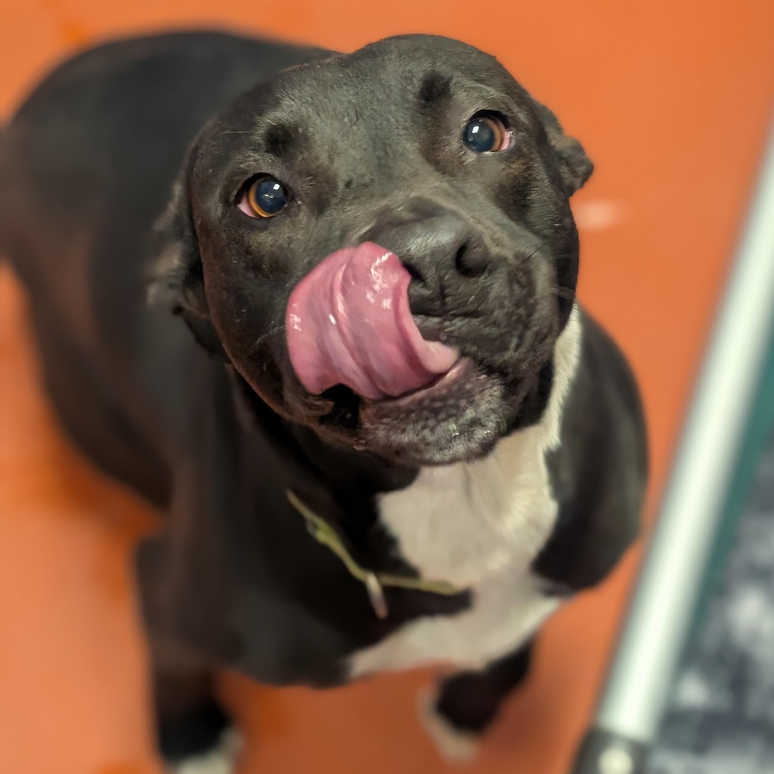 Annie, an adoptable mixed breed in Ridgway, CO image 6/6