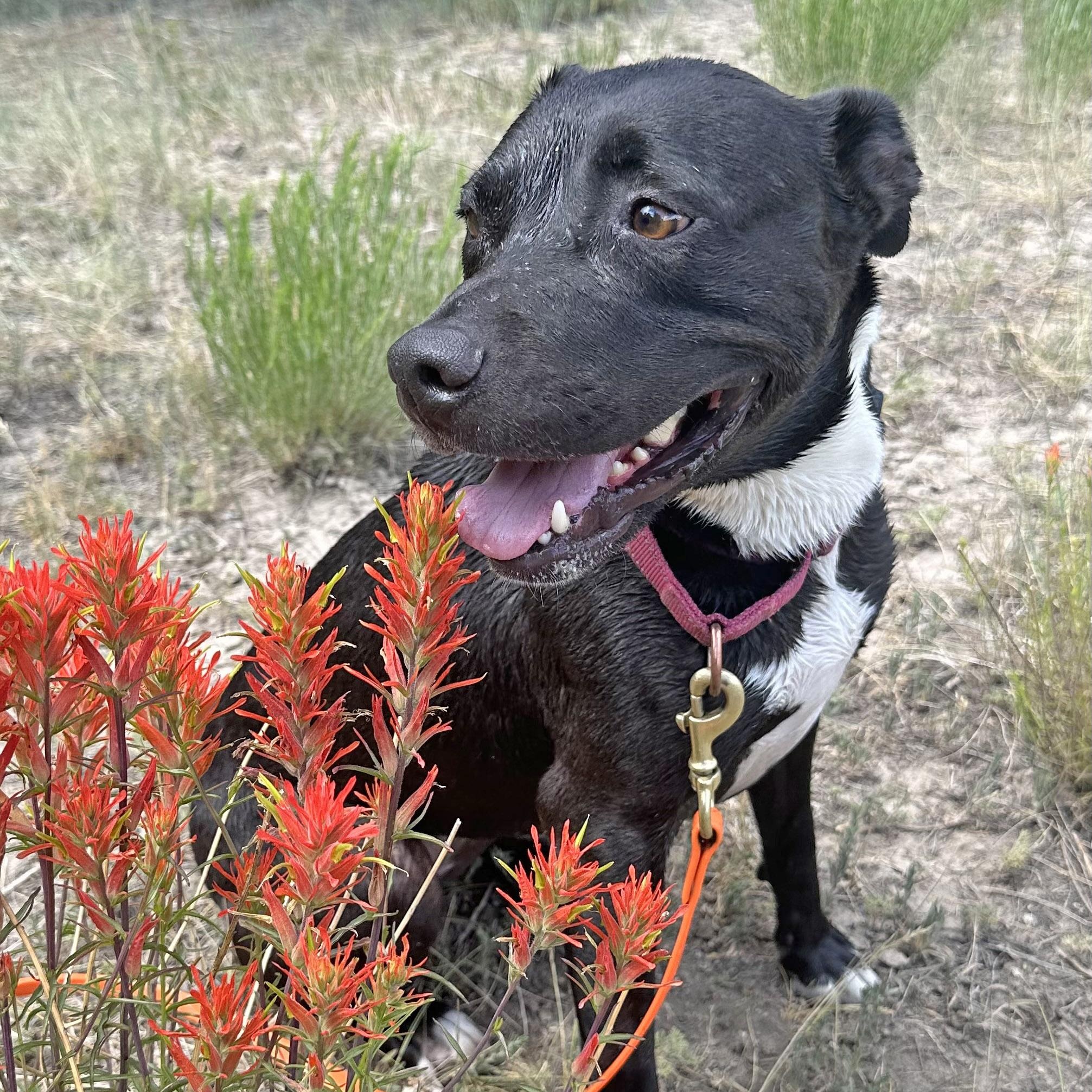 Annie, an adoptable Pit Bull Terrier in Ridgway, CO, 81432 | Photo Image 2