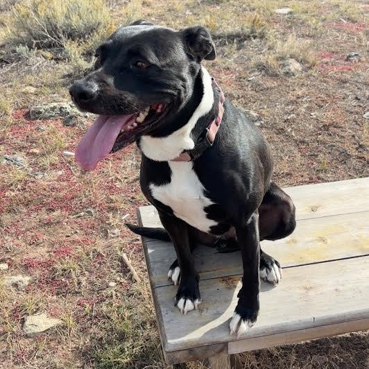 Annie, an adoptable mixed breed in Ridgway, CO image 2/6