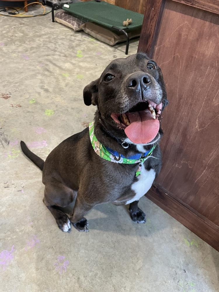 Santini, a Adoptable mixed breed in Boston, MA image 1/6