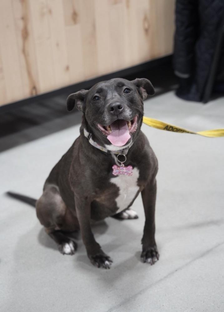 Enlarge Santini, a Adoptable mixed breed in Boston, MA image 1/6