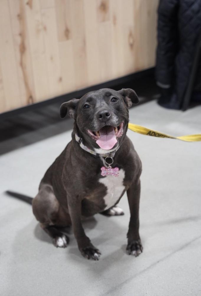 Enlarge Santini, a Adoptable mixed breed in Boston, MA image 2/6