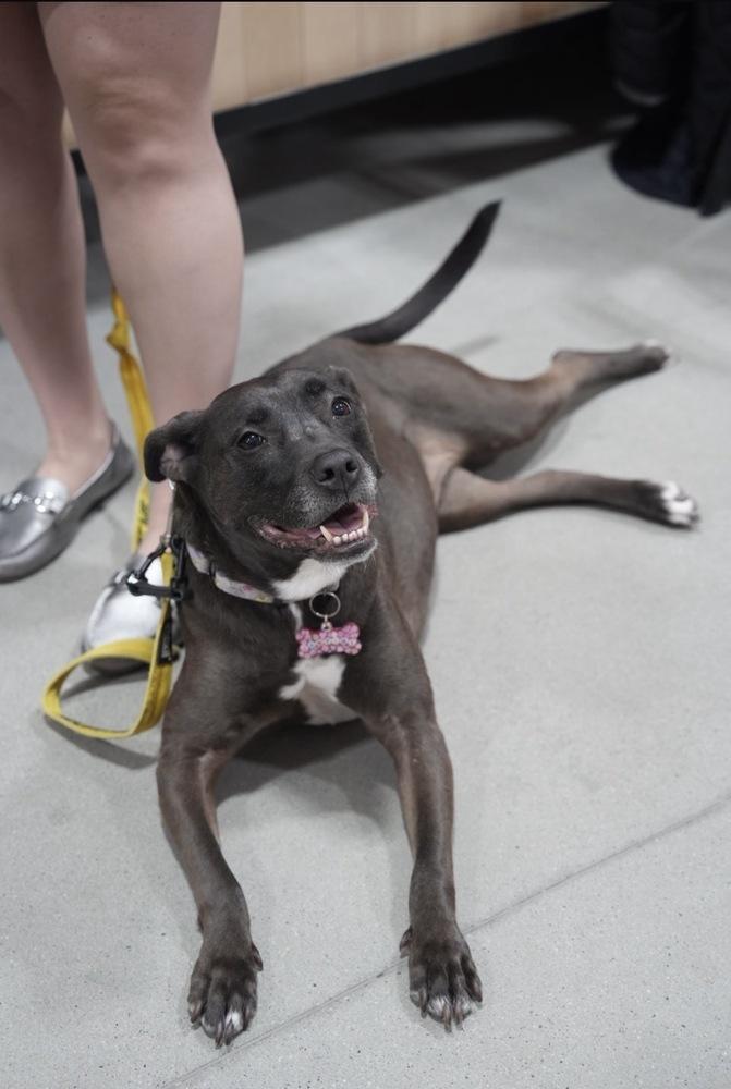 Enlarge Santini, a Adoptable mixed breed in Boston, MA image 3/6