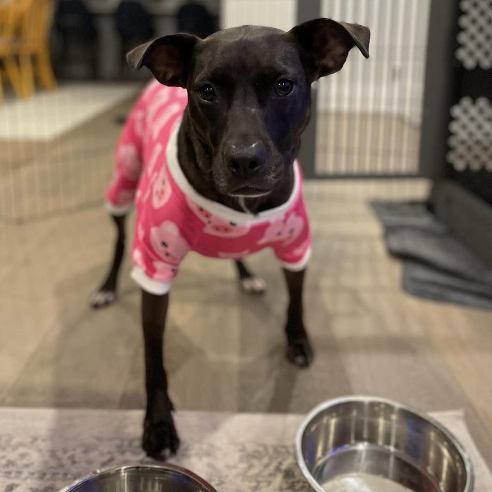 Santini, a Adoptable mixed breed in Boston, MA image 2/6