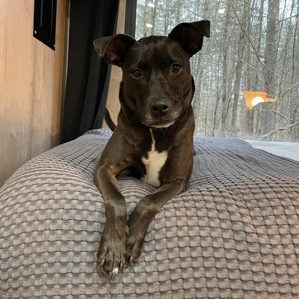 Santini, a Adoptable mixed breed in Boston, MA image 3/6