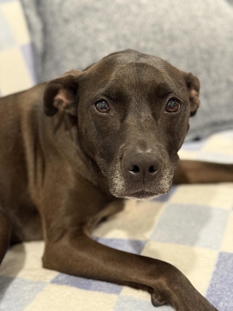 Santini, a Adoptable mixed breed in Boston, MA image 4/6