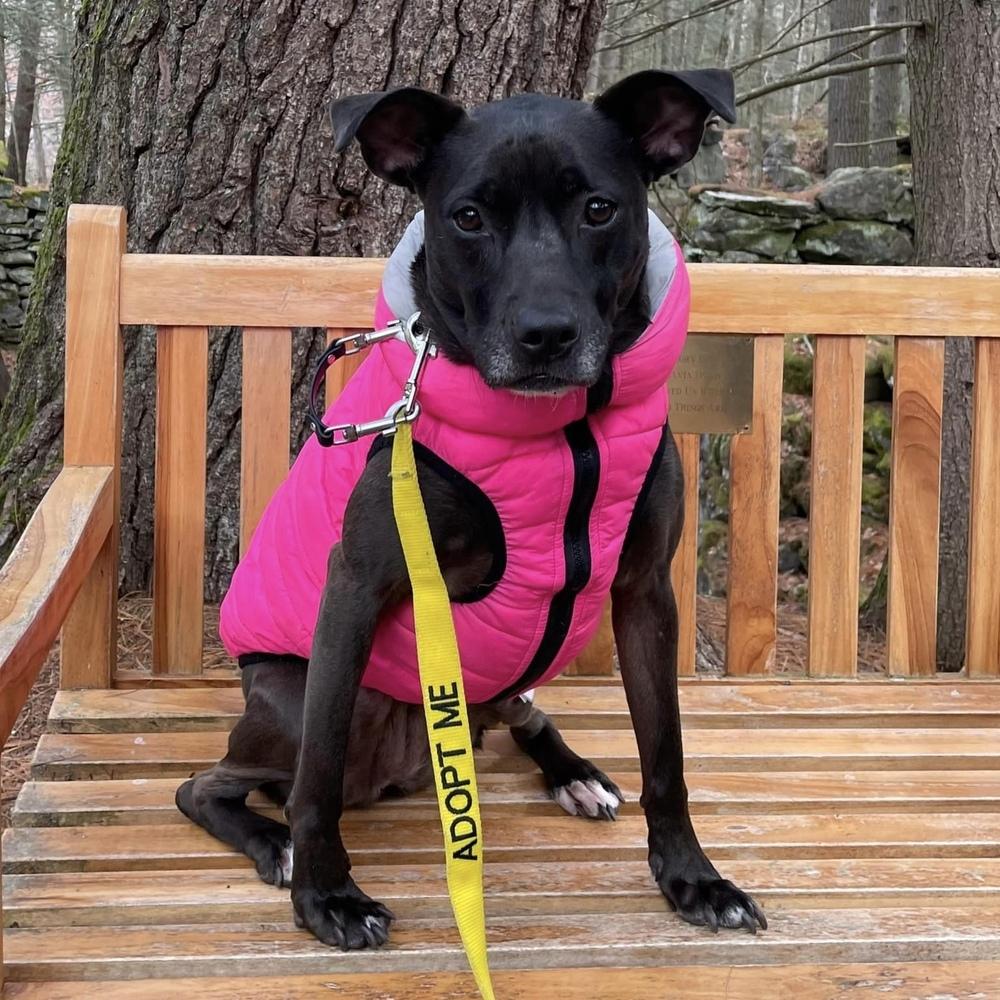 Santini, a Adoptable mixed breed in Boston, MA image 5/6