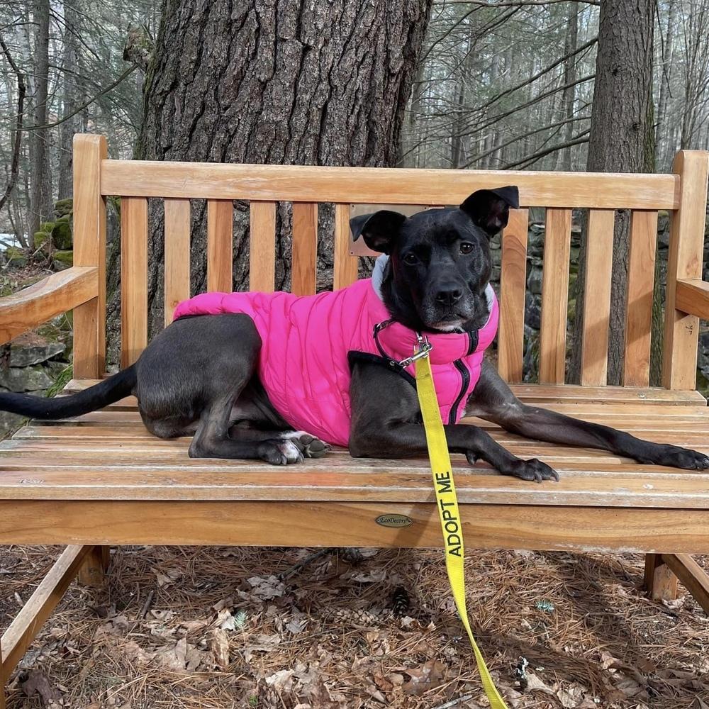 Santini, a Adoptable mixed breed in Boston, MA image 6/6