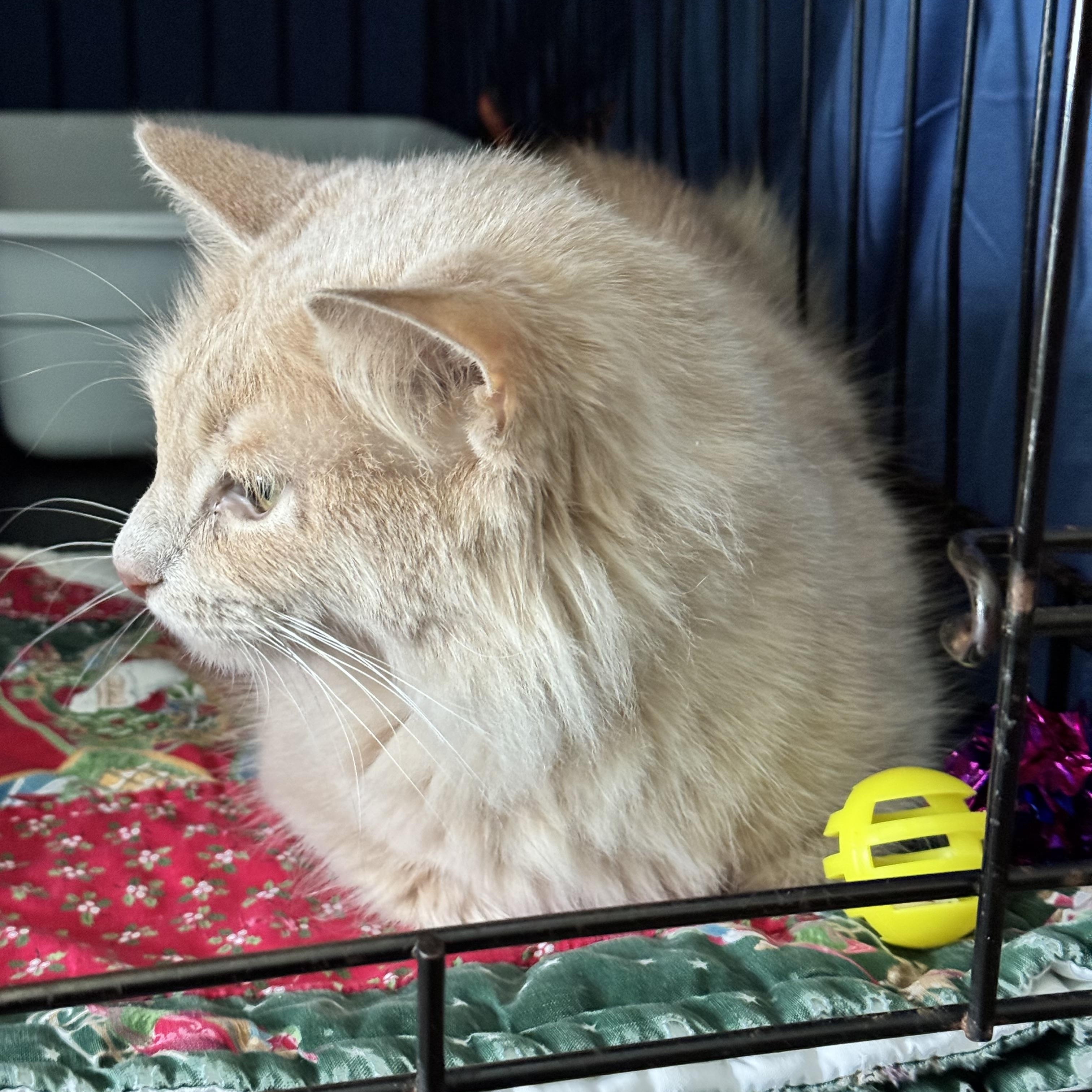 Enlarge Churro, a Adoptable Domestic Medium Hair in Cortland, NY image 2/2
