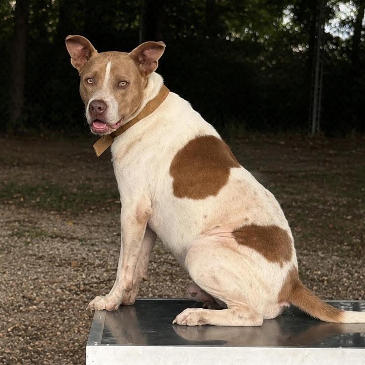 Enlarge Chewy, a Adoptable Mixed Breed in Green Forest, AR image 1/2