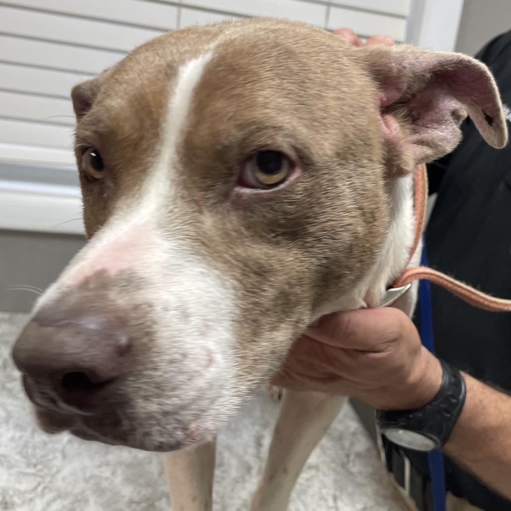 Enlarge Chewy, a Adoptable Mixed Breed in Green Forest, AR image 1/1