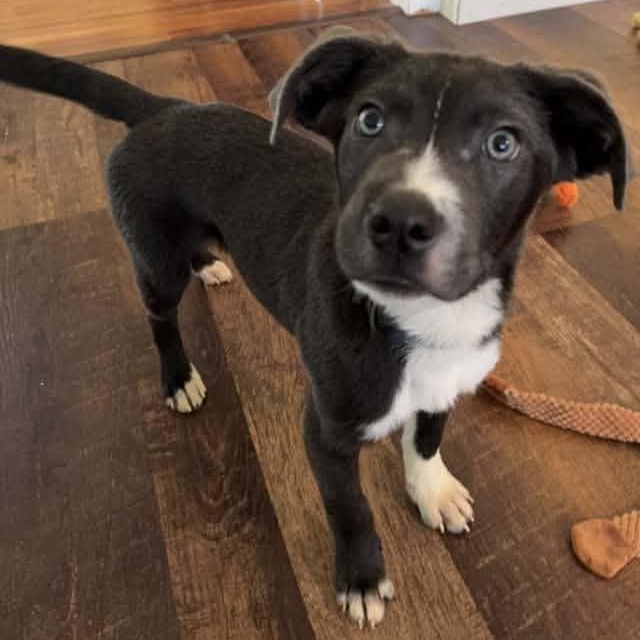 Enlarge Lil Dexter, a Adoptable mixed breed in Racine, WI image 2/4