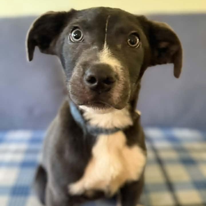 Enlarge Lil Dexter, a Adoptable mixed breed in Racine, WI image 3/4
