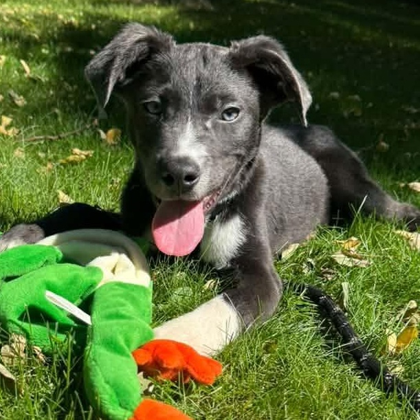 Lil Dexter, Adoptable, Young Male Pit Bull Terrier & Shepherd.