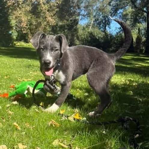 Enlarge Lil Dexter, a Adoptable mixed breed in Racine, WI image 4/4