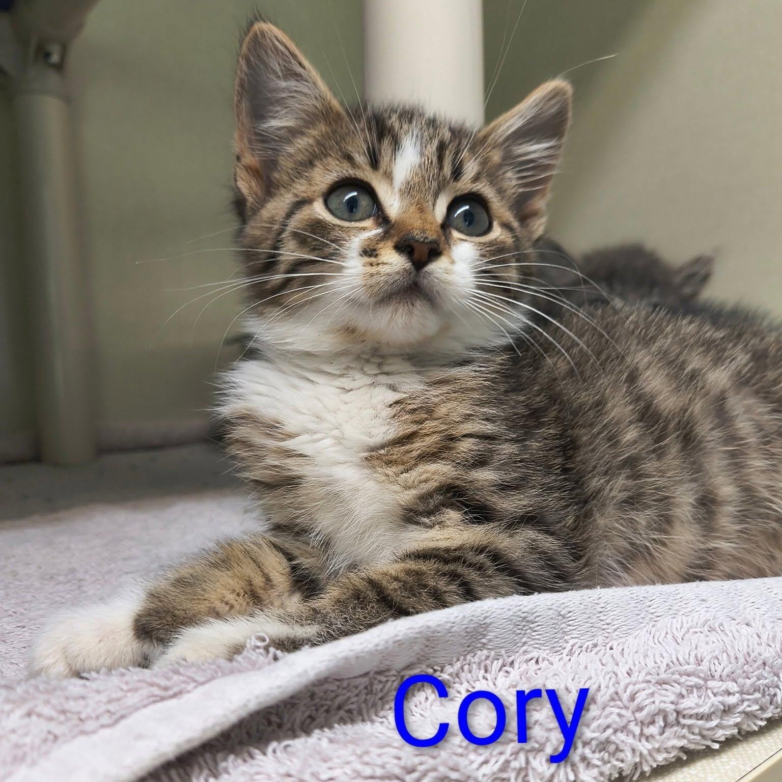 Cory, adopted, Kitten Male Domestic Short Hair.