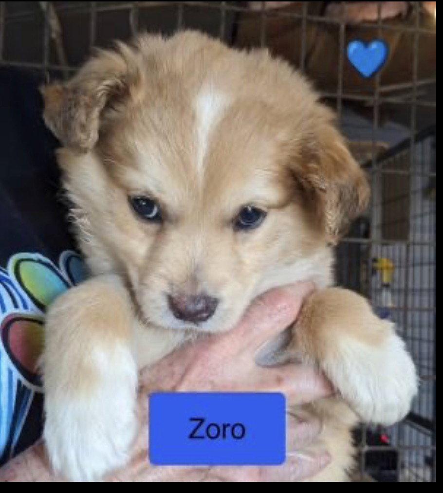Enlarge Zoro, a Adopted mixed breed in Mount Laurel, NJ image 1/3