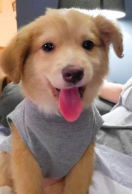 Enlarge Zoro, a Adopted mixed breed in Mount Laurel, NJ image 2/3