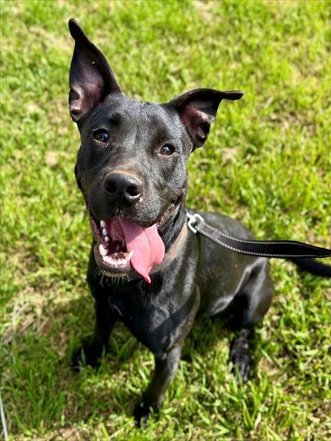 MAISIE, Adoptable, Young Female American Staffordshire Terrier & Mixed Breed.