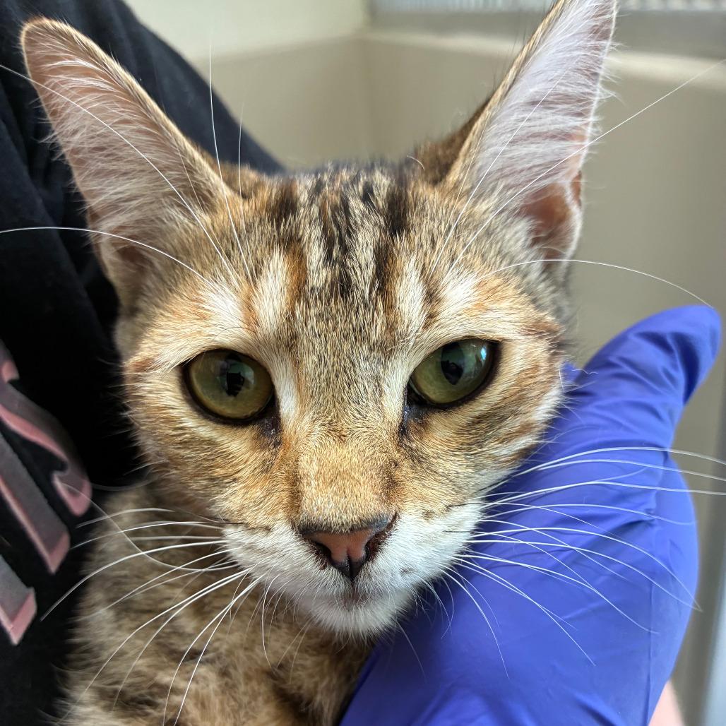 Autumn, Adoptable, Young Female Domestic Short Hair.