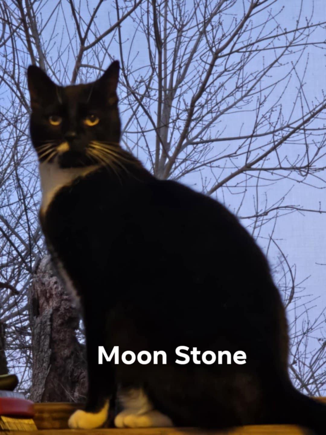 Moonstone, Adoptable, Adult Female Domestic Short Hair.