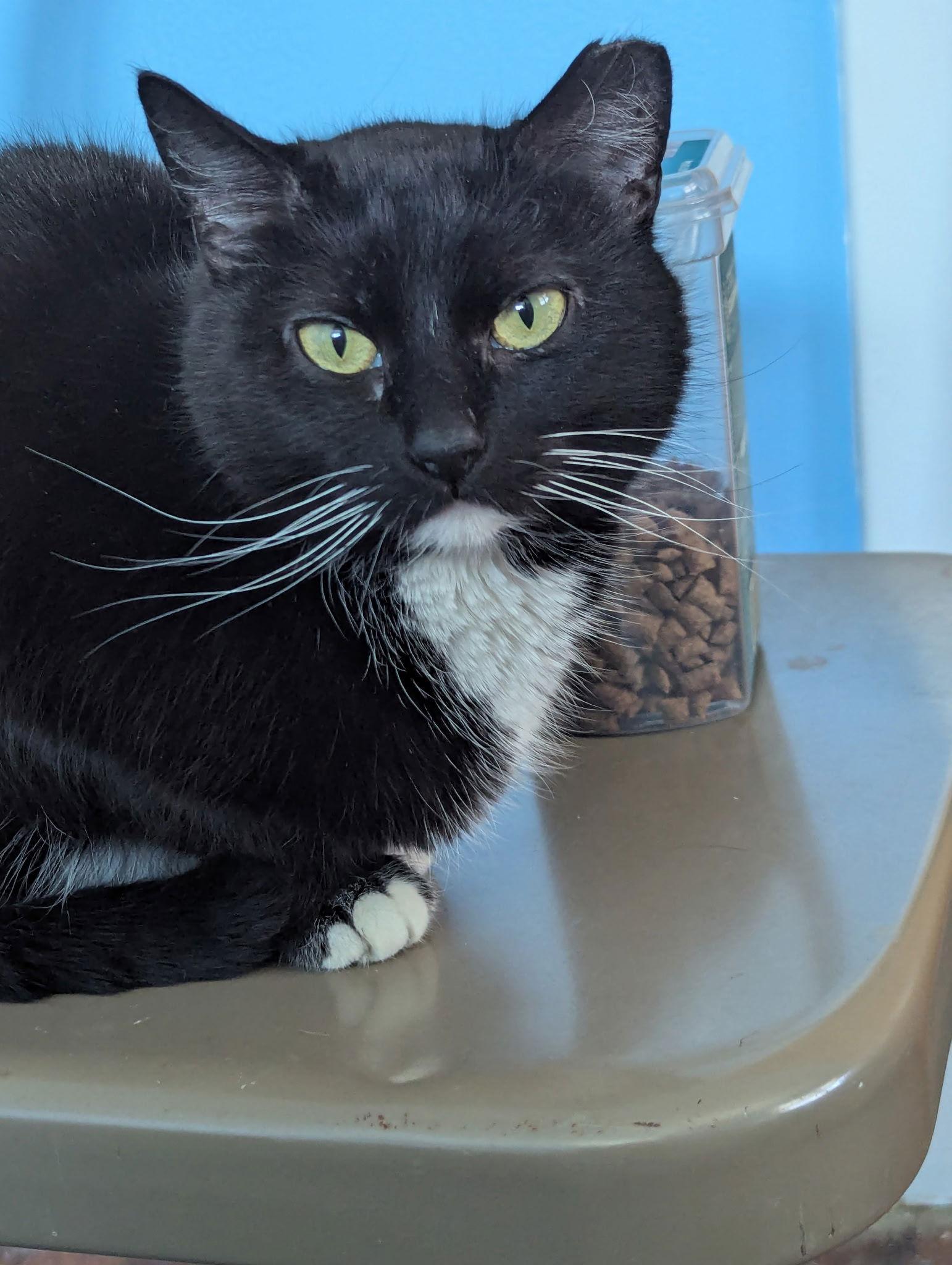 Enlarge Moonstone, a Adoptable Domestic Short Hair in Harrisburg, PA image 2/2