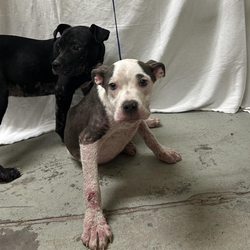 Luna, Adoptable, Young Female Mixed Breed.