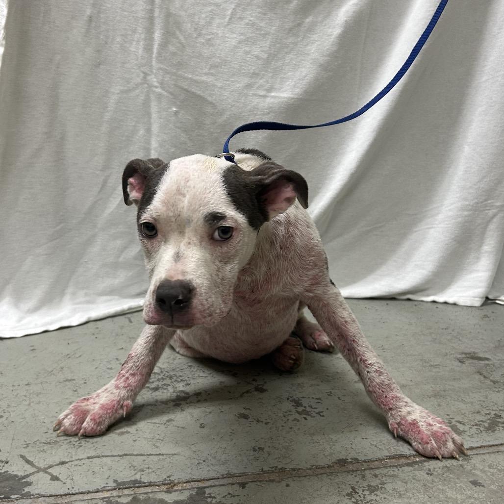 Enlarge Luna, a Adoptable Mixed Breed in Bronson, FL image 2/3