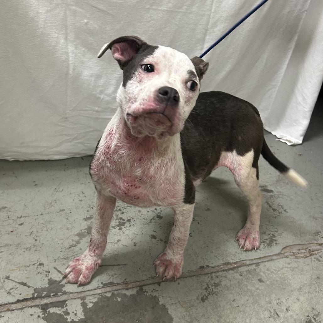 Enlarge Luna, a Adoptable Mixed Breed in Bronson, FL image 3/3