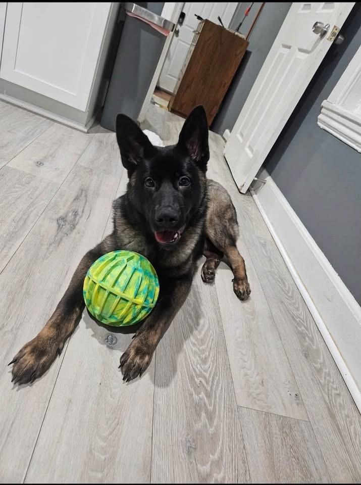 Hachy, Adoptable, Young Male German Shepherd Dog.