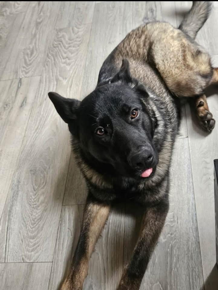 Enlarge Hachy, a Adoptable German Shepherd Dog in Berlin, NJ image 2/2