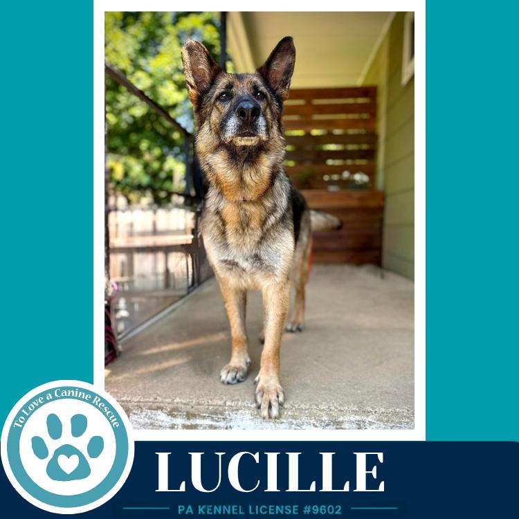 Lucille 051626, Adoptable, Adult Female German Shepherd Dog.