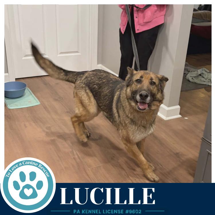 Lucille 051626, a Adoptable mixed breed in Kimberton, PA image 2/5