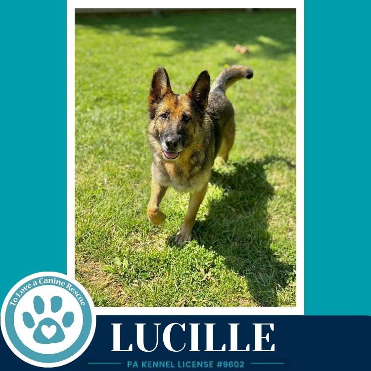 Lucille 051626, a Adoptable mixed breed in Kimberton, PA image 3/5