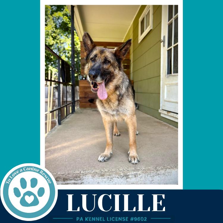 Lucille 051626, a Adoptable mixed breed in Kimberton, PA image 4/5